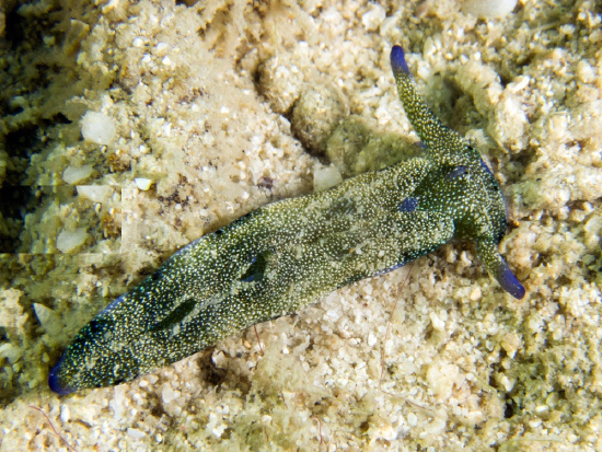  Plakobranchus ocellatus (Sea Slug)